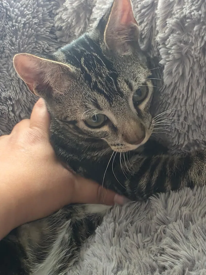 Simba