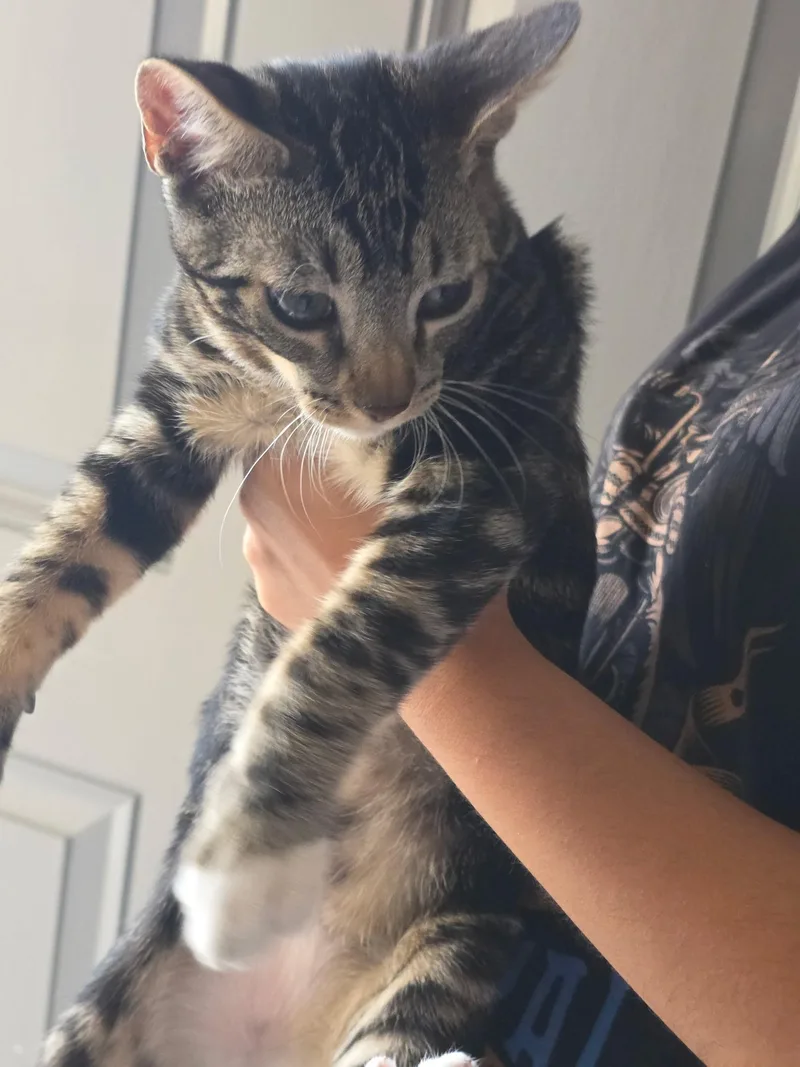 Simba thumbnail 4