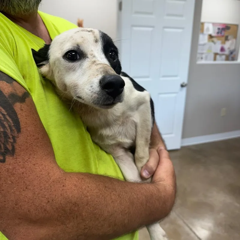 An adult medium-sized male Mixed Breed dog named Oscar for adoption in Shelbyville, IL