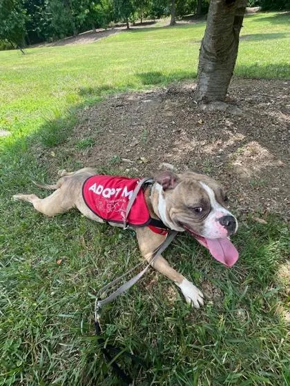 An adult large-sized female Mixed Breed dog named Nina for adoption in West Chester, PA