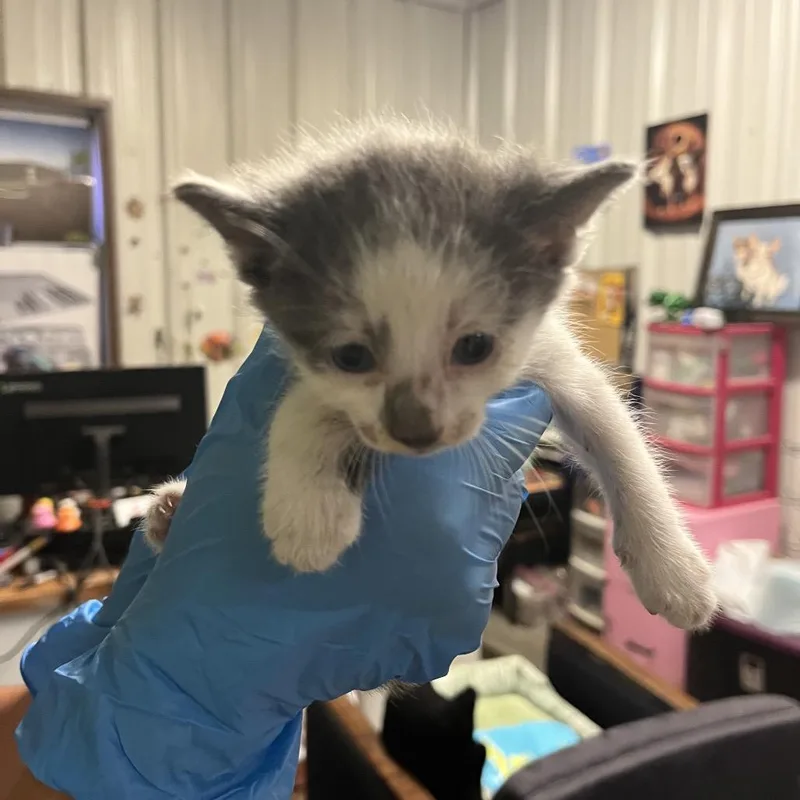 A baby small-sized male White Domestic Short Hair cat named Jonathan Joestar for adoption in Stephenville, TX