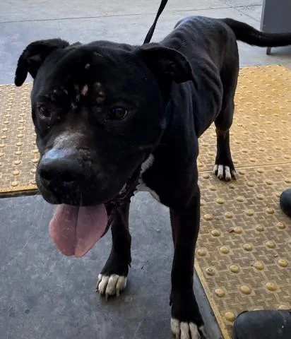 An adult medium-sized male Black Pit Bull Terrier dog named Hulk URGENT for adoption in Thousand Oaks, CA
