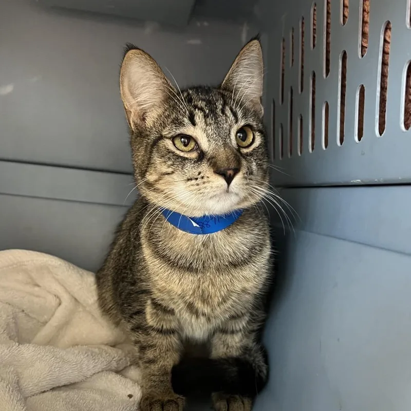 An adult medium-sized male Domestic Short Hair cat named Costco for adoption in Fairport, NY