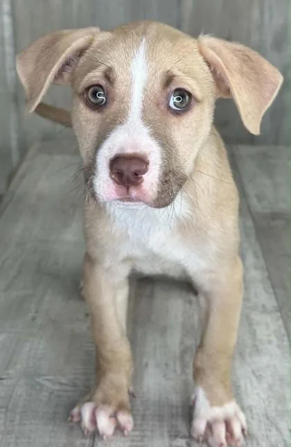 An adult small-sized male Terrier dog named Ocean for adoption in Shreveport, LA
