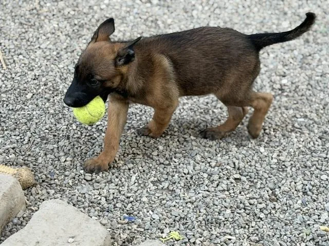 A baby small-sized male Tricolor (Brown, Black, & White) Belgian Shepherd / Malinois dog named Pistol located in California for adoption in Imlay City, MI