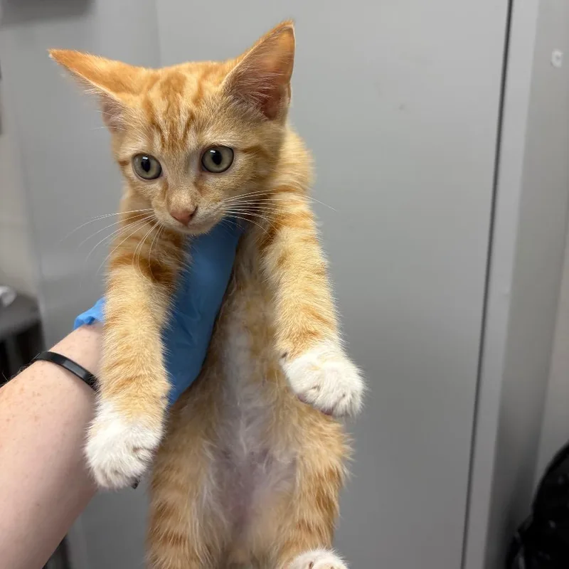 A baby small-sized male Orange / Red Domestic Short Hair cat named Sausage for adoption in Columbiana, AL