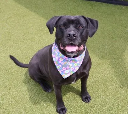 An adult extra large-sized female Mixed Breed dog named Tiara for adoption in Athens, GA