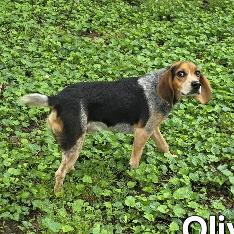 An adult small-sized male Tricolor (Brown, Black, & White) Beagle dog named Oliver for adoption in Medfield, MA