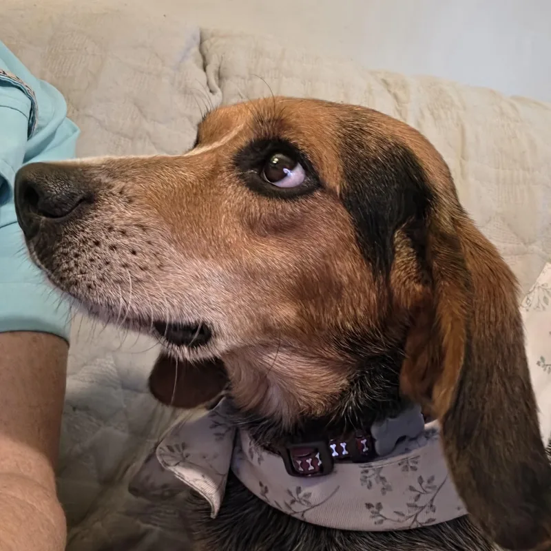 Oliver thumbnail 2