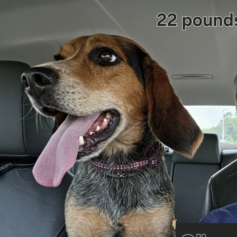 Oliver thumbnail 3