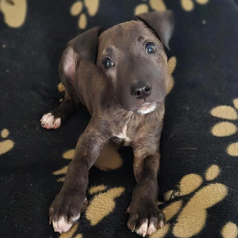 A baby medium-sized female Brindle Pit Bull Terrier dog named Jazzy for adoption in Lima, OH