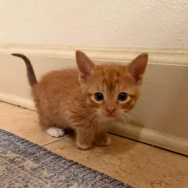 A baby small-sized male Orange / Red Domestic Short Hair cat named Endcap for adoption in Carencro, LA