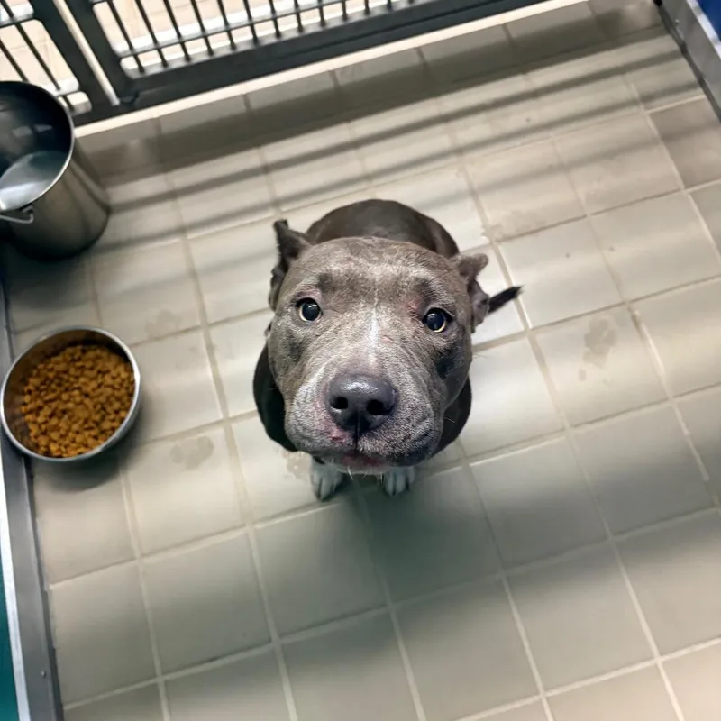 An adult medium-sized female Gray / Blue / Silver Pit Bull Terrier dog named Mj for adoption in Bryan, TX