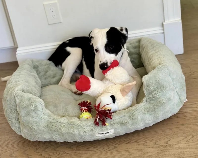 A baby large-sized female Tricolor (Brown, Black, & White) Labrador Retriever dog named Odie for adoption in Greenlawn, NY