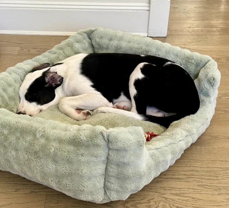 Odie thumbnail 4