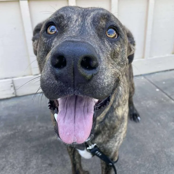 An adult medium-sized male Brindle Plott Hound dog named Theo for adoption in Vinita, OK