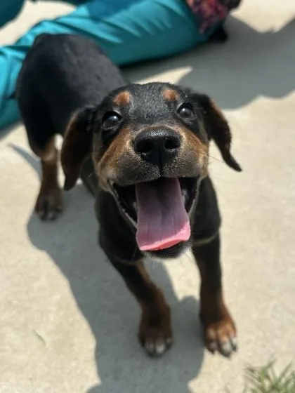 A young small-sized female Hound dog named Heifer for adoption in King William, VA