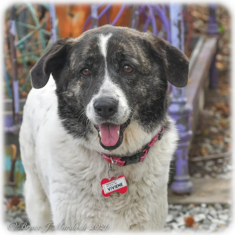 A senior large-sized female White / Cream Great Pyrenees dog named Viviene for adoption in Wake Forest, NC