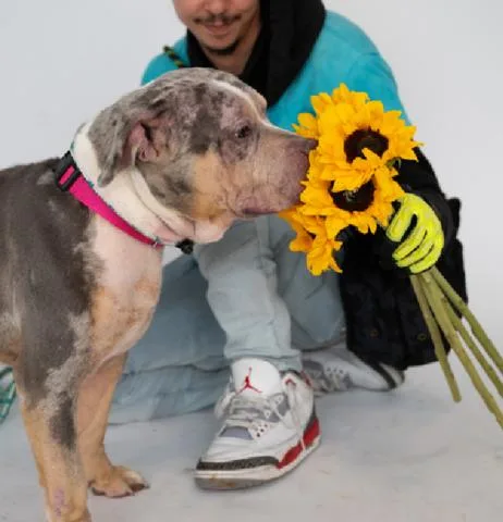 An adult medium-sized male Mixed Breed dog named Merlin for adoption in New York, NY