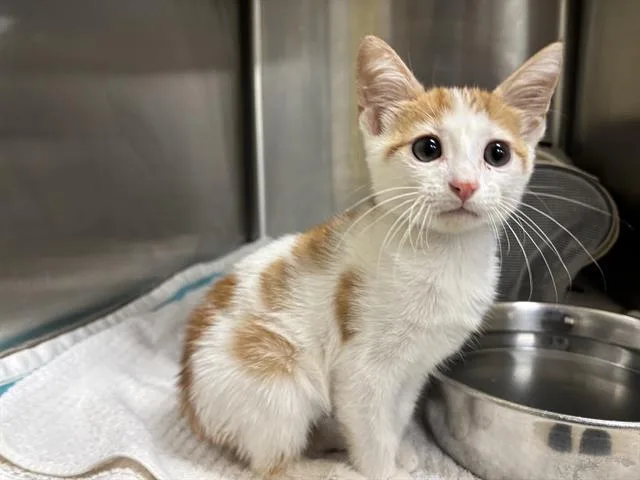 A baby small-sized male Domestic Short Hair cat named A for adoption in Grand Prairie, TX