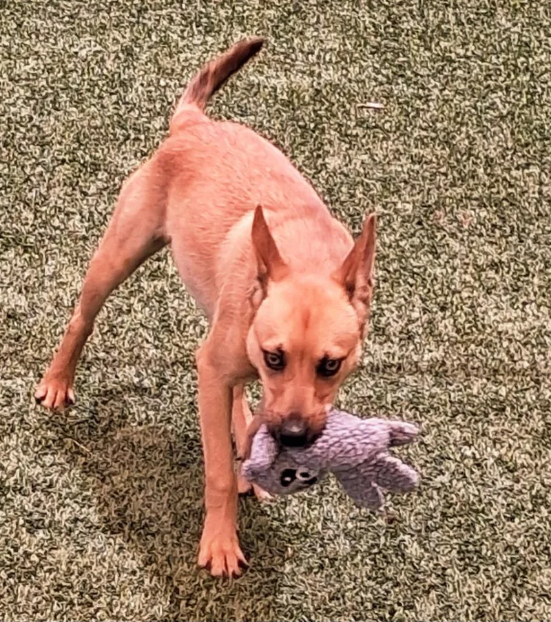 A baby medium-sized male Shepherd dog named Timon for adoption in Seguin, TX