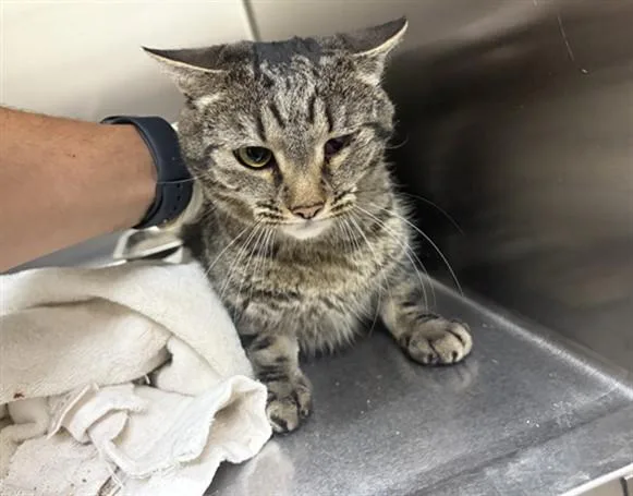 A young large-sized female Domestic Short Hair cat named Bellrina for adoption in Santa Fe, NM