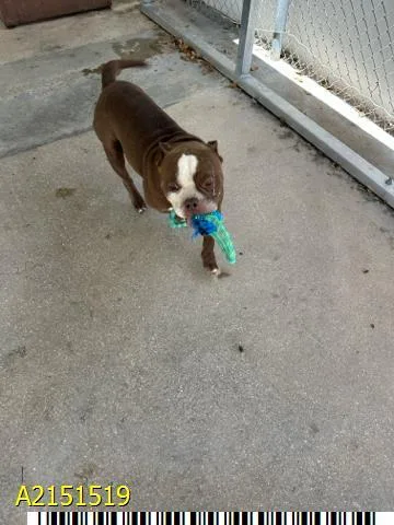An adult medium-sized male Mixed Breed dog named Teddy for adoption in West Palm Beach, FL