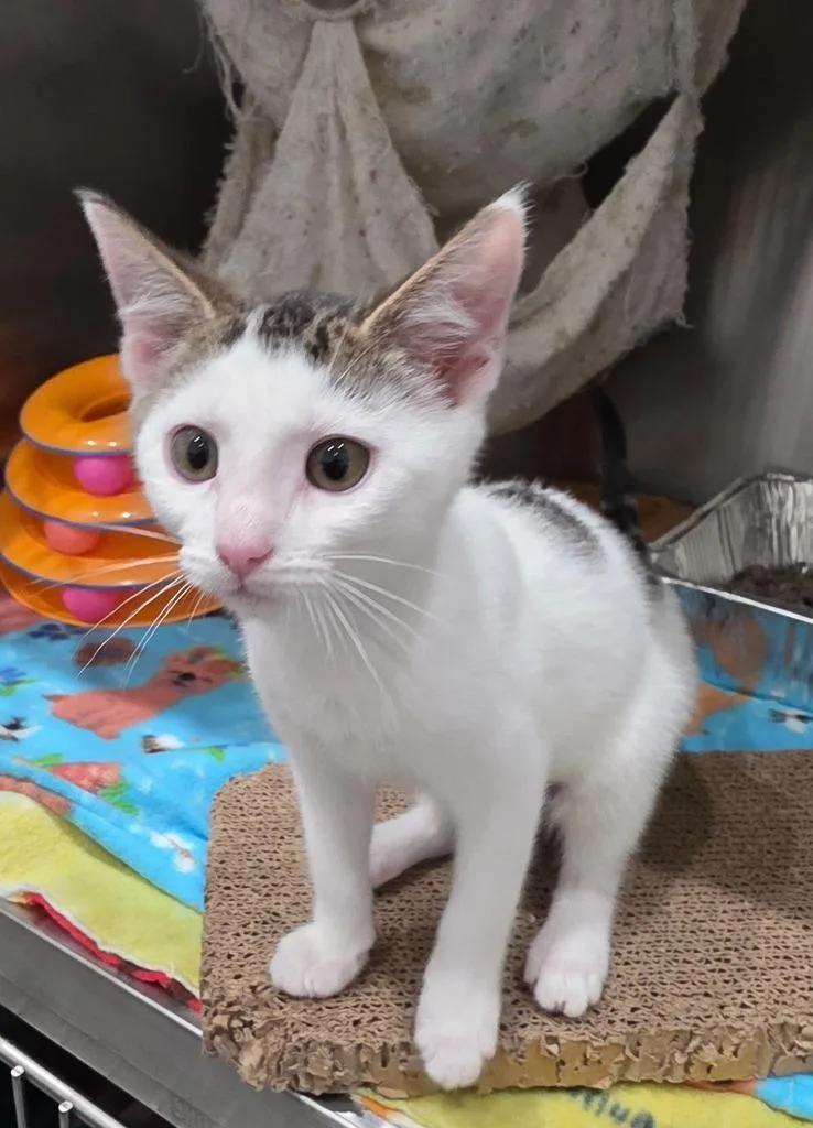 A baby small-sized female Domestic Short Hair cat named Rue for adoption in Hot Springs Village, AR