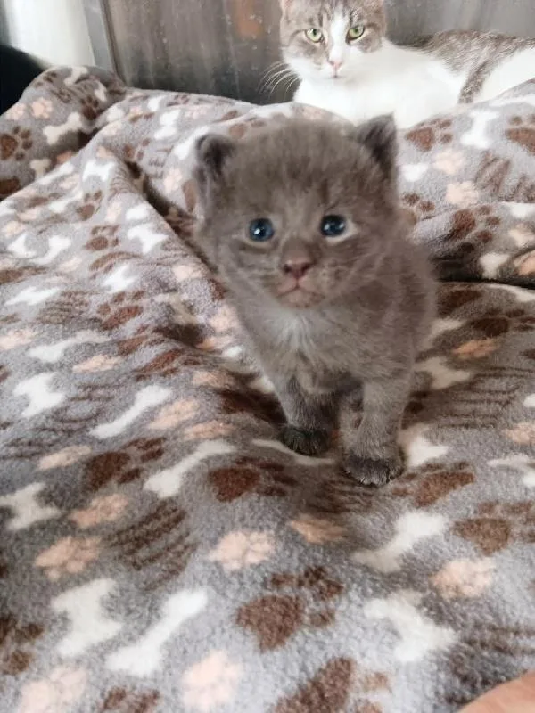 A baby medium-sized female Gray / Blue / Silver Domestic Short Hair cat named Tira for adoption in Seymour, IN