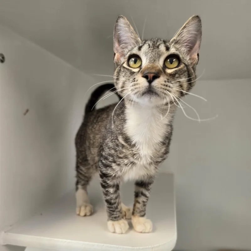 A baby medium-sized male Tabby (Buff / Tan / Fawn) Domestic Short Hair cat named Chewy for adoption in Grants Pass, OR