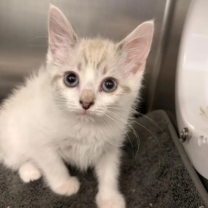 A baby small-sized female Brown / Chocolate Domestic Short Hair cat named Joannie for adoption in Marshall, VA