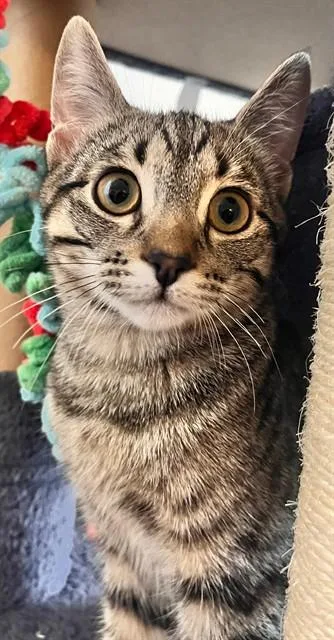 A baby small-sized female Domestic Short Hair cat named Sunny for adoption in Camarillo, CA