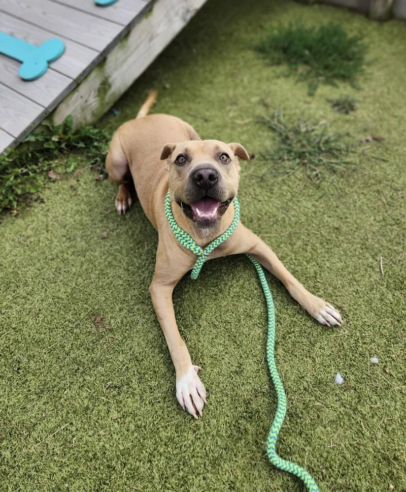 An adult large-sized female Yellow / Tan / Blond / Fawn Pit Bull Terrier dog named Trifle for adoption in Wooster, OH