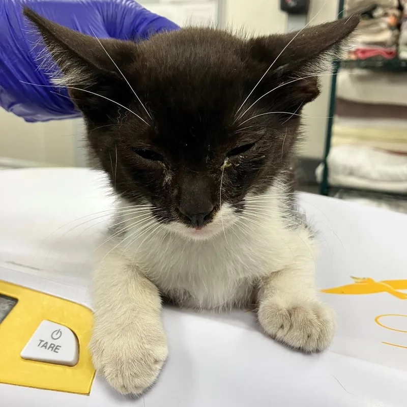 A baby small-sized male Black Domestic Short Hair cat named Chris for adoption in Las Cruces, NM