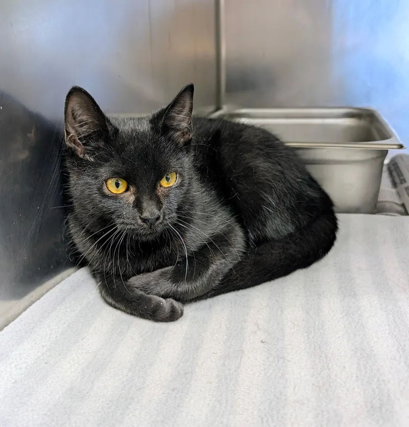 A baby medium-sized female Black Domestic Short Hair cat named Nebula for adoption in Clayton, NJ
