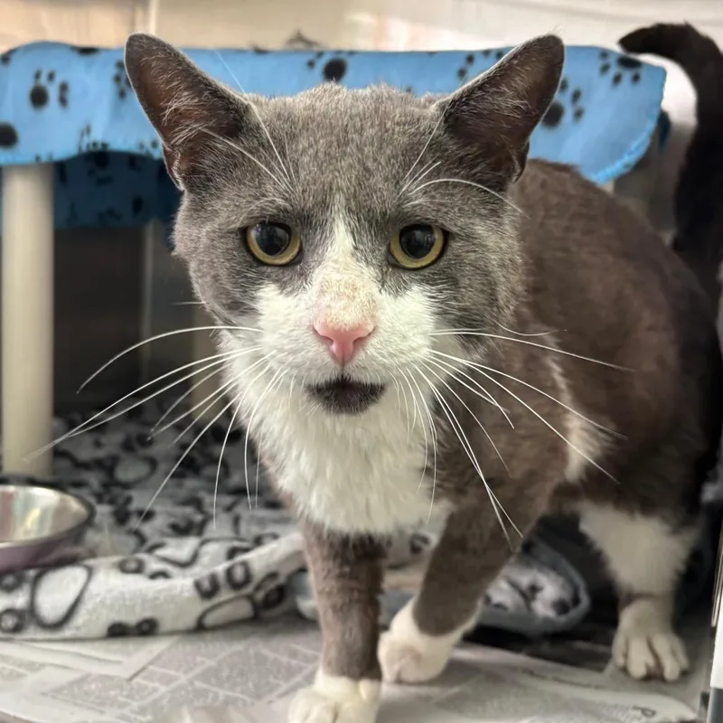 An adult large-sized male Black Domestic Short Hair cat named Dapper for adoption in Philadelphia, PA