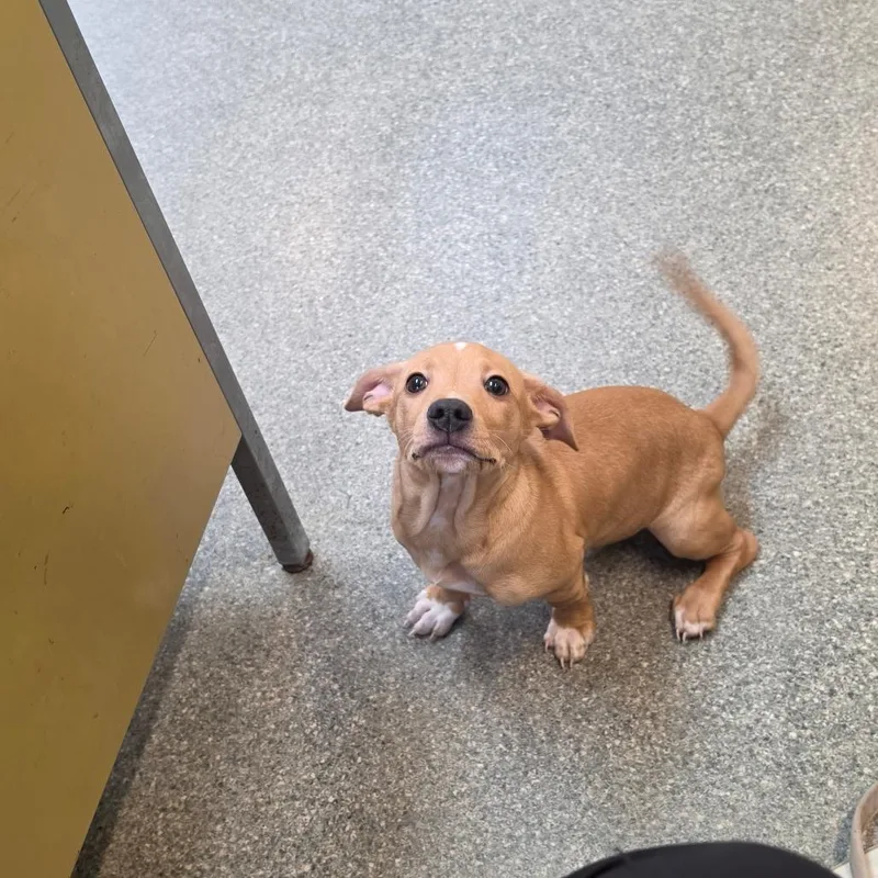 A baby small-sized male Yellow / Tan / Blond / Fawn Chihuahua dog named Tom for adoption in Delaware, OH