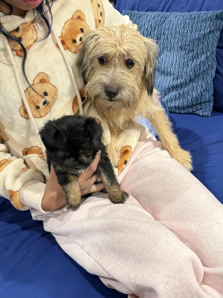 A young small-sized female Brown / Chocolate Terrier dog named Bella for adoption in Lancaster, CA