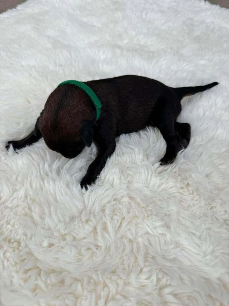 A baby small-sized male Tricolor (Brown, Black, & White) Belgian Shepherd / Malinois dog named New Light Litter Halo for adoption in Imlay City, MI
