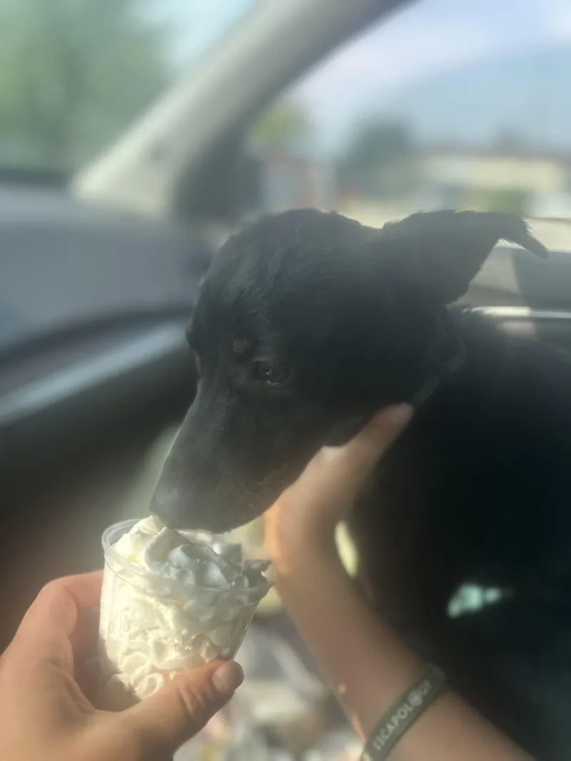 A baby medium-sized female Terrier dog named Cricket for adoption in Oswego, IL