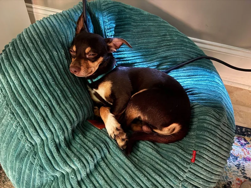 An adult small-sized male Chihuahua dog named Reese for adoption in Grayson, GA