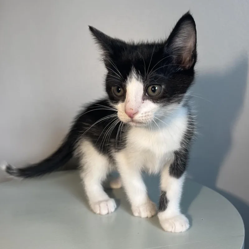 A baby small-sized male Black Domestic Short Hair cat named Jellybean for adoption in Brownsboro, AL