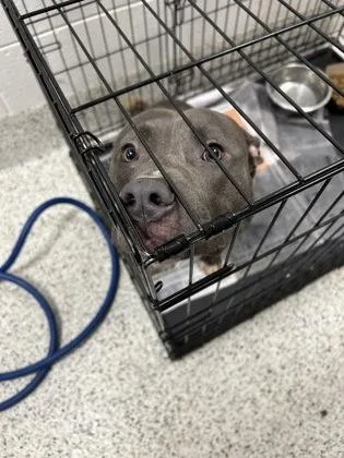 An adult medium-sized male Mixed Breed dog named Hudson for adoption in Atlanta, GA