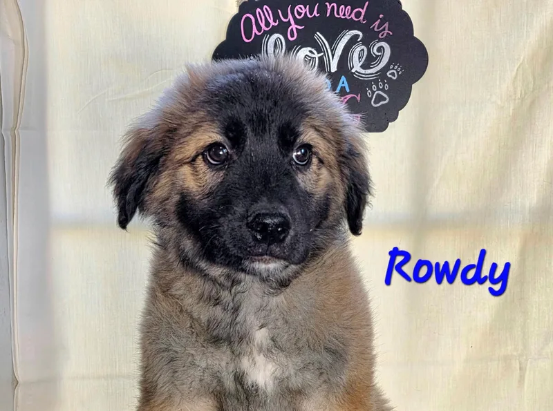A baby medium-sized male Black Goldendoodle dog named Rowdy for adoption in Watertown, CT