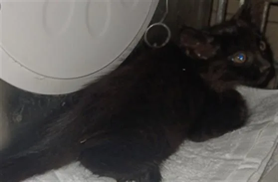 A baby small-sized male Domestic Medium Hair cat named Goku for adoption in Baldwin Park, CA