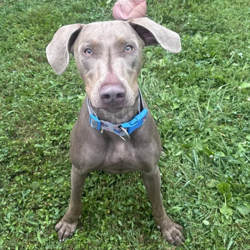 A young large-sized female Gray / Blue / Silver Doberman Pinscher dog named Juno for adoption in Mount Vernon, IN
