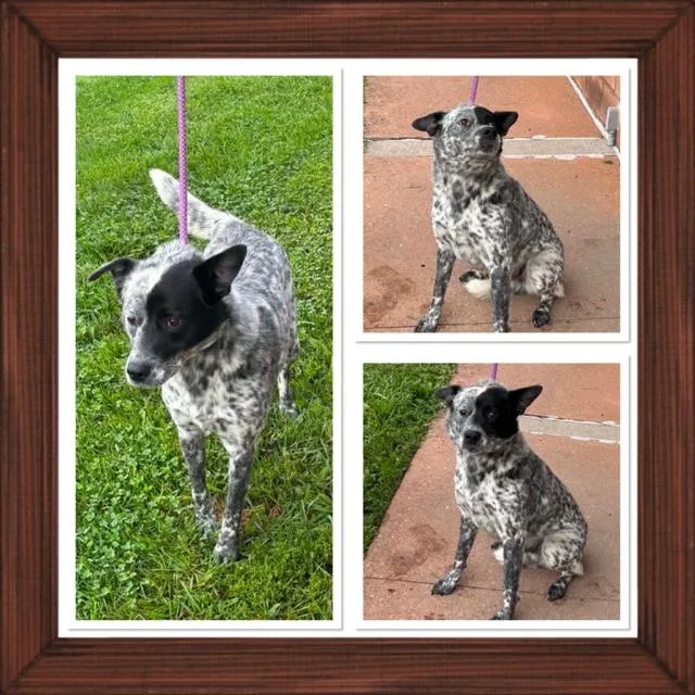 An adult medium-sized male Black Australian Cattle Dog / Blue Heeler dog named Specks for adoption in Buckhannon, WV