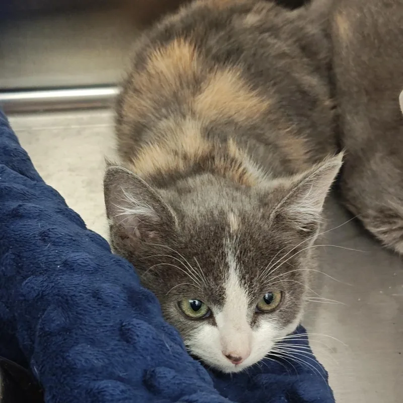 A baby small-sized female Tortoiseshell Domestic Short Hair cat named IEPAStray_ for adoption in Upland, CA