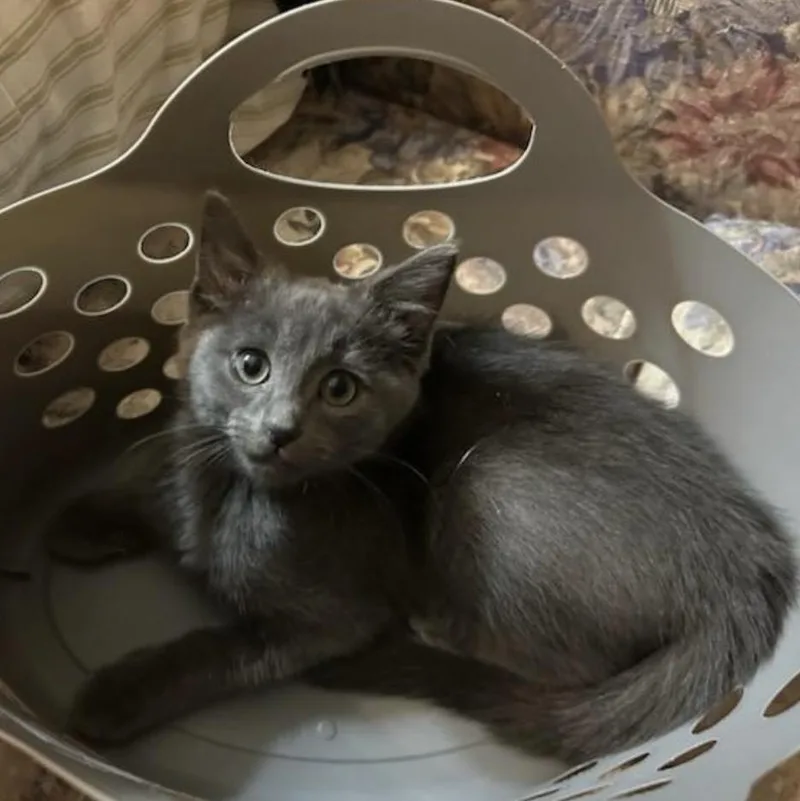 A baby medium-sized female Gray / Blue / Silver Domestic Short Hair cat named Kylie for adoption in Beltsville, MD