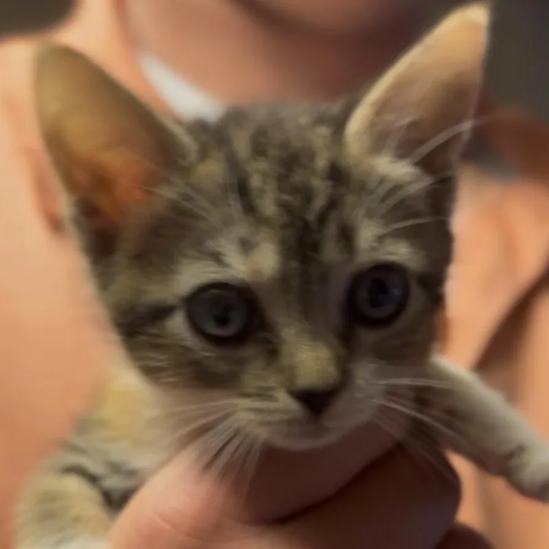A baby small-sized female Torbie Domestic Short Hair cat named Bubbles for adoption in Midland, TX